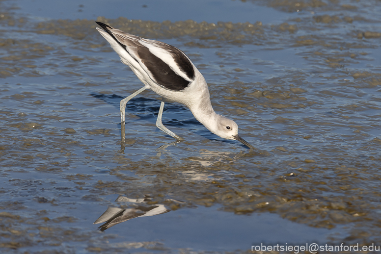 palo alto baylands 2022